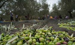 Bilinenin aksine siyah ve yeşil zeytin ağaçları ayrı değil