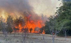 Çanakkale’de orman yangını