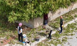 İnce kabuğu ve doluluk oranıyla meşhur Erzincan cevizinde hasat zamanı