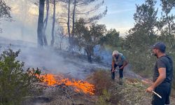 Antalya’da çıkan yangında zeytin ağaçları zarar gördü