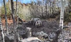 BİTLİS - Nemrut Krater Gölü'ne gidenler, karşılarına çıkan bozayıları görüntülüyor