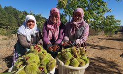 MANİSA - Demirci'de kestane hasadına başlandı