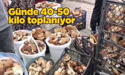 Sinop'ta ormanlarda doğal yetişen mantarlar toplanmaya başlandı