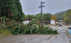 Sinop’ta elektrik tellerine ağaç devrildi