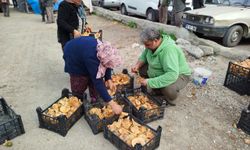 Sinop'ta toplanan mantarlar Türkiye'nin farklı kentlerine gönderiliyor