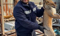 Zonguldak'ta yaralı tilki tedavi altına alındı