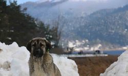 Abant Gölü büyüleyici manzaralara sahne oldu