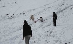 Ayder’de karda kayanlarla oynayan köpek renkli görüntüler oluşturdu