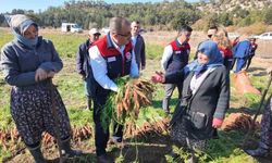 Denizli’de bu yıl 5 bin ton havuç hasat edilecek