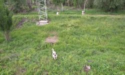 Köpeklerden dron kovalamaca şovu