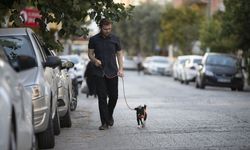 AYDIN - Felçli köpek, kök hücre nakliyle yürümeye başladı