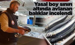 Sinop sahillerinde balık boyu denetimi