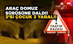 Domuz sürüsüne çarpan araç devrildi