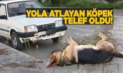 Sinop’a yola atlayan köpek telef oldu