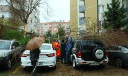 Şiddetli rüzgarda ağaç, 3 aracın üzerine devrildi