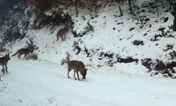 Ilgaz Dağı’ndaki yaban hayatı fotokapana yakalandı