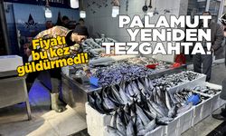 Sinop'ta palamut tezgahlara geri döndü