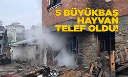 Ev yangınında 5 hayvan telef oldu