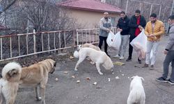 Gençler, sokak hayvanları için seferber oldu