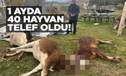 40 büyükbaş hayvan telef oldu