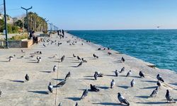 Sinoplular güneşin tadını çıkardı