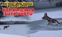 Sinop'ta karaca görüntülendi