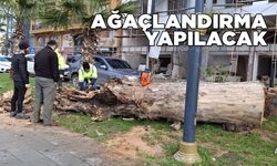 Sinop’ta kuruyan çınar ağacı kesildi