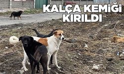 Yaşlı kadına başıboş köpek saldırısı