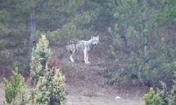 Sinop’ta yiyecek arayan kurt görüntülendi