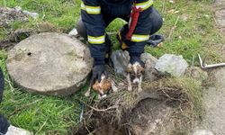 Menfeze düşen iki köpek yavrusunu itfaiye kurtardı