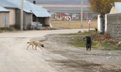 Türkeli’de sahipsiz köpekler için yeni karar