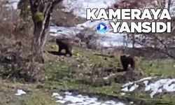 Sinop’ta yiyecek arayan ayılar kameraya yansıdı