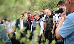 Sinop'ta zeytin seferberliği!