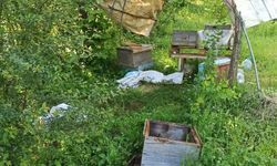 Sinop’ta ayılar kovanlara zarar verdi
