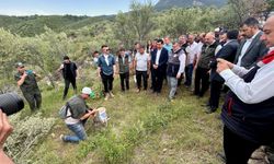 Delice zeytinleri ekonomiye kazandırılıyor