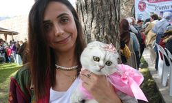 Kedi güzellik yarışması renkli anlara sahne oldu