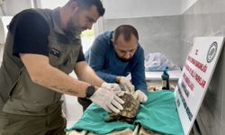 Sinop ormanında bitkin bulunan kaplumbağa tedavi edildi