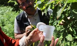 Gal arısı ile mücadele için doğaya "düşman arı" salındı