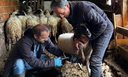 Küçükbaş hayvanlara aşılama ve kimliklendirme çalışması yapıldı