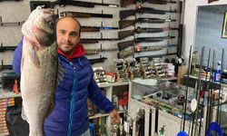 7,5 kiloluk dev levrek oltaya vurdu
