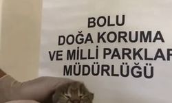 Annesiz bulunan yavru vaşak koruma altında