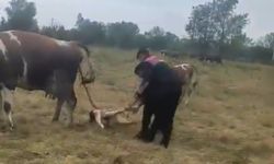 İneğin doğumunu jandarma yaptırdı