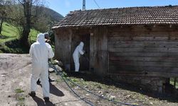 Kahverengi kokarca böceğine ilaçlı önlem