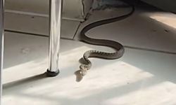 Mutfağa giren yılanı gören kedi zıpladı