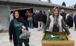 Ordulu üreticilere fide dağıtılmaya başlandı