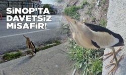Sahile konan ilginç kuş merak uyandırdı