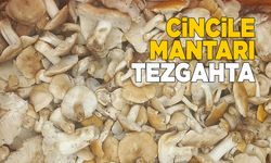 Cincile mantarı tezgahlardaki yerini aldı