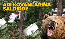 Sinop'ta aç kalan ayı kovanlara zarar verdi