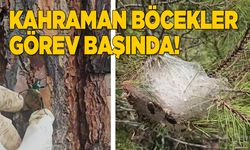 Sinop’ta doğaya avcı böcekler bırakıldı