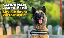 Kahraman köpek ’Bob’ öldü